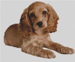 Cocker Spaniel Puppy 2 (image for) Cocker Spaniel Puppy 2
